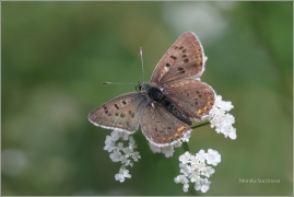 <p>OHNIVÁČEK ČERNOSKVRNNÝ - sameček (Lycaena tityrus) ---- /Sooty copper - Brauner Feuerfalter/</p>